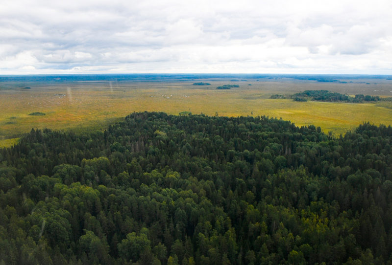 Фото леса тверской области