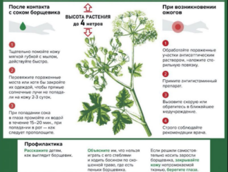 Внимание, борщевик!