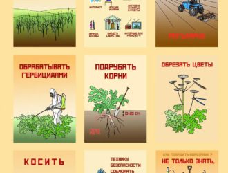 Постановлением Правительства Тверской области утвержден региональный перечень опасных видов инвазивных (чужеродных) растений