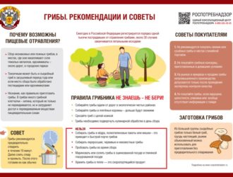 Безопасность при сборе грибов